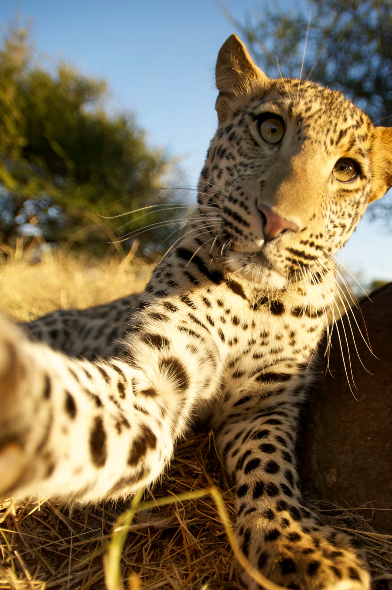 Por ejemplo, este joven leopardo que usó sus garras para presionar el obturador y regalarnos esta foto.