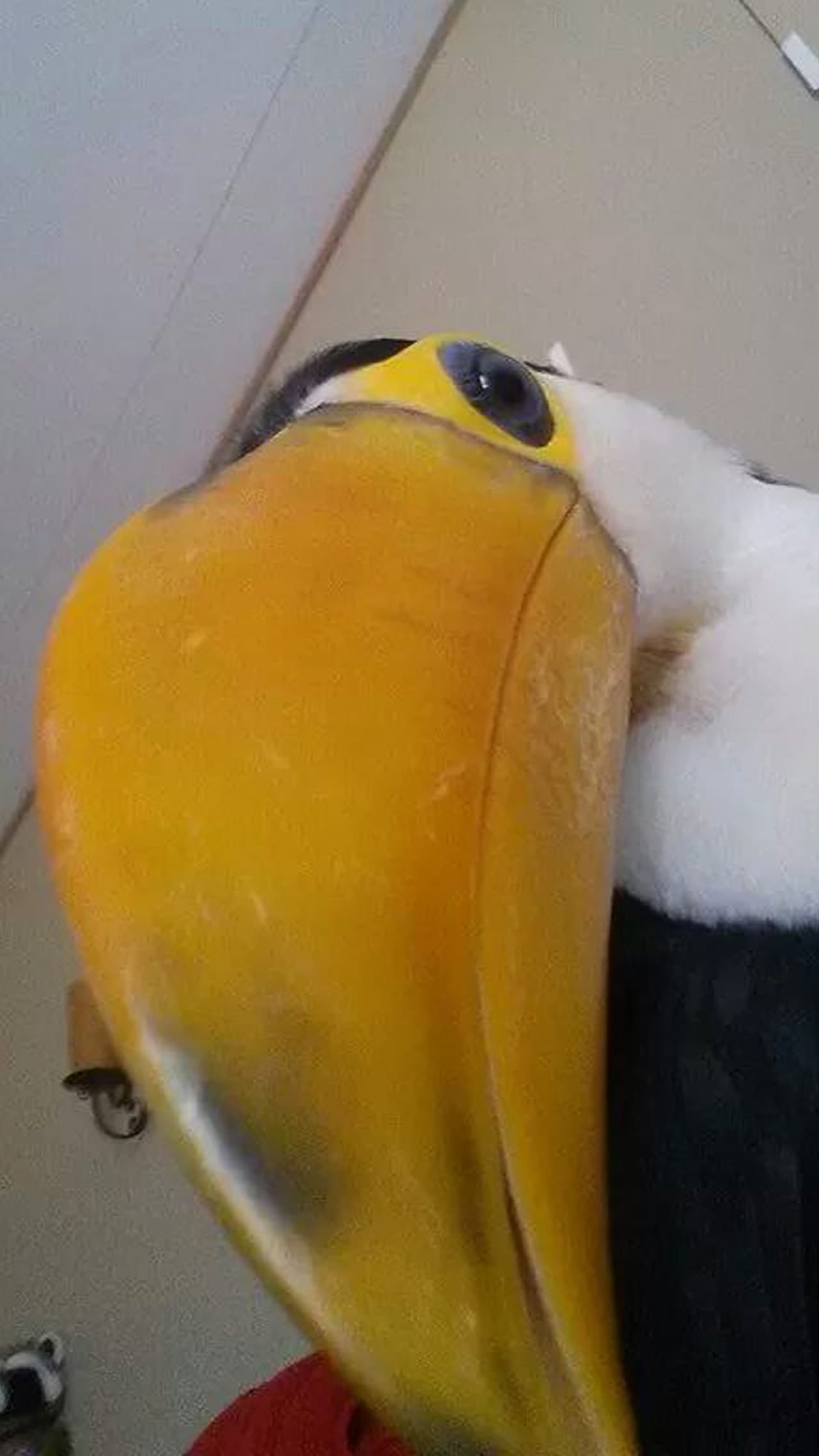 El mundo animal por entero nos regala selfies impresionantes. ¡Mira a esta tucán que dejó su ocupada vida para regalarnos esta imagen!