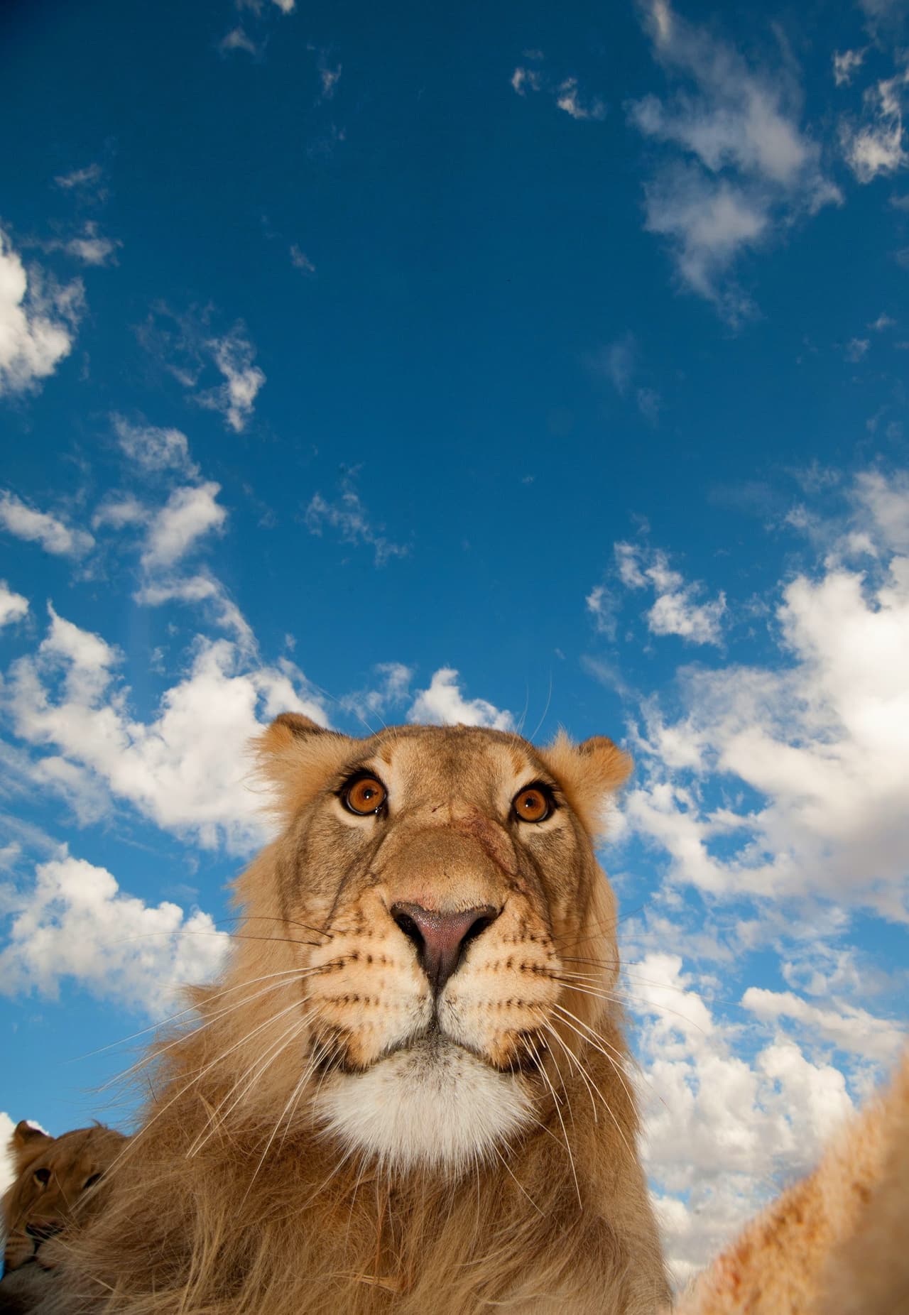 Los leones también disfrutan mostrar lo guapos que son: para prueba de ello está la 'feroz' selfie.
