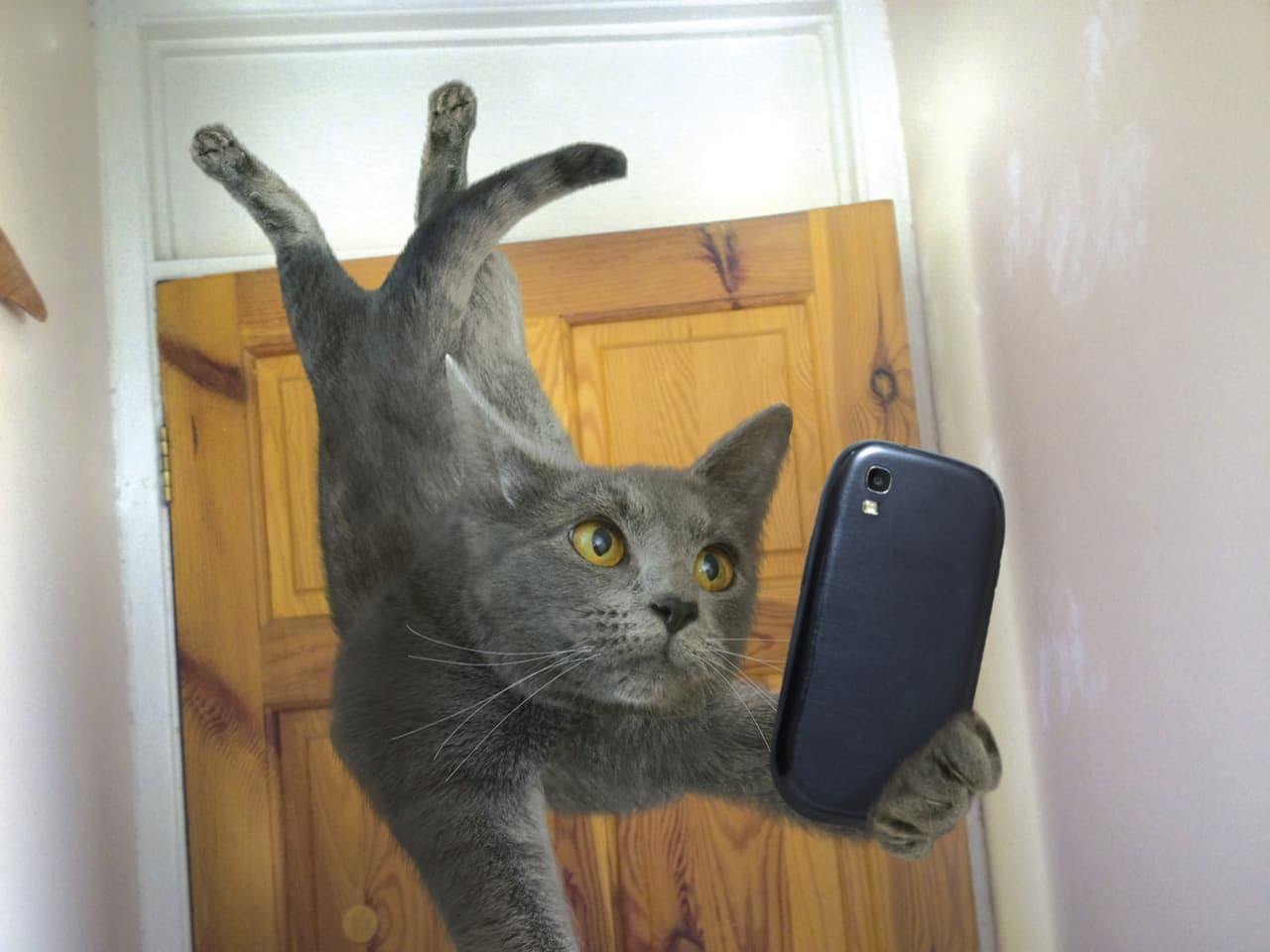 Estos gatos tienen mucha facilidad para tomarse selfies en posiciones extrañas.