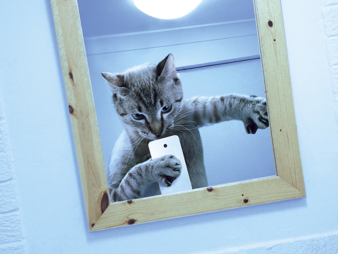 ¡Qué minino tan lindo y vanidoso!