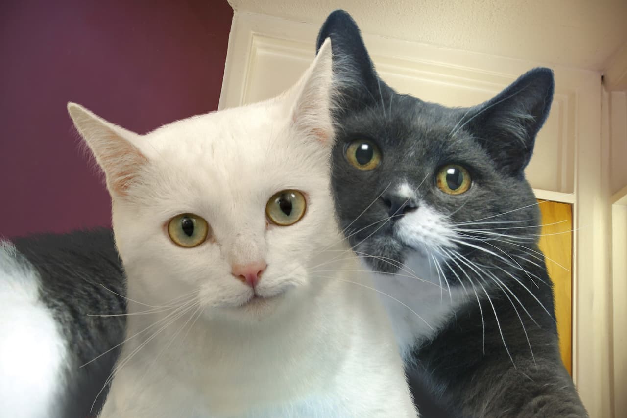 ¡Lo más impresionante es que usaron gatos de verdad!