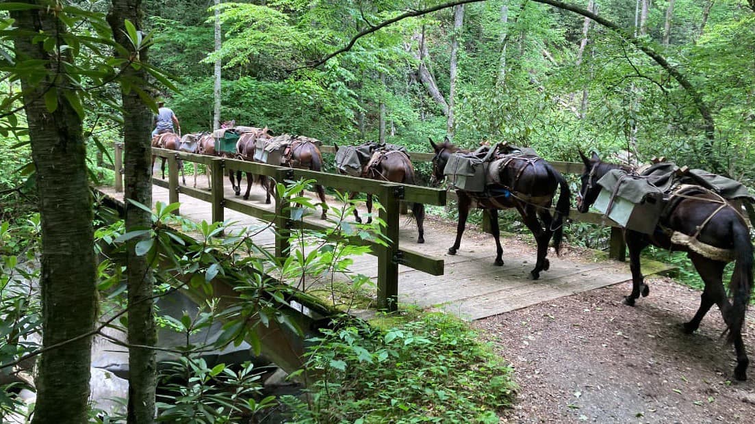 Estas mulas llevan suministros esenciales a algunos supervivientes del huracán Helene