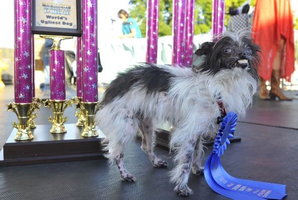 Aunque Peanut está sano ahora, su dueña, Holly Chandler "de Greenville, Carolina del Norte" dijo que resultó quemado gravemente cuando era un cachorro.
