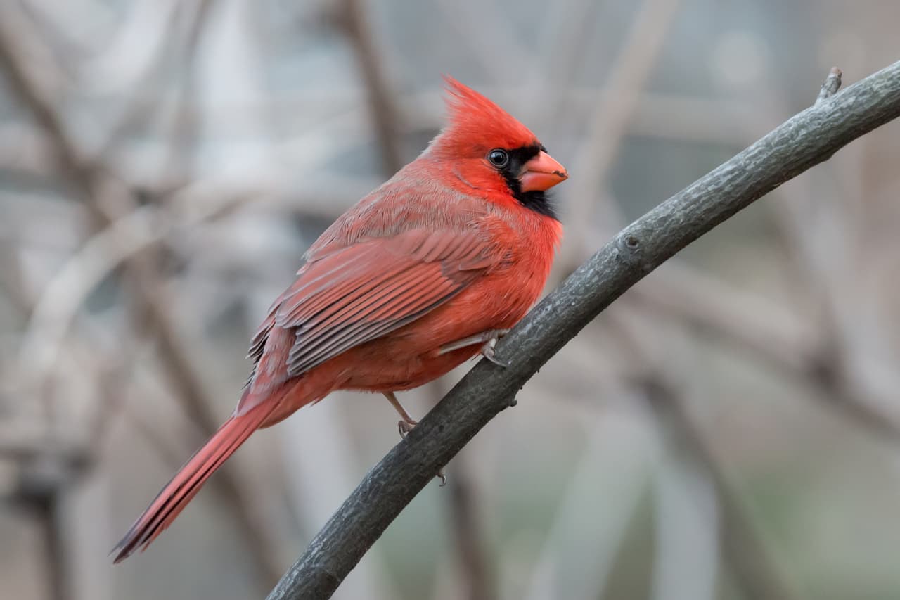 "Mitad macho, mitad hembra": el raro pájaro cardenal que avistó una pareja en Pennsylvania