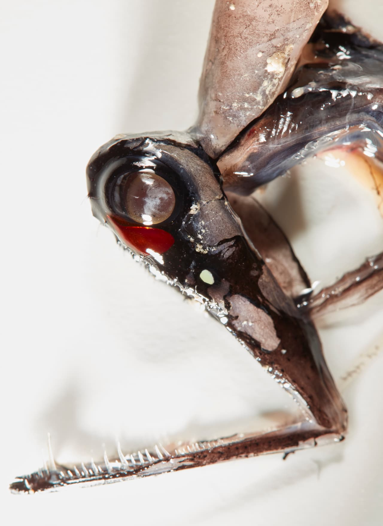 Un esqueleto del pez de aguas profundas,
<i> Malacosteus niger, </i>se conoce comúnmente como el pez dragón negro. Pertenece al orden de peces llamados pez dragón, o científicamente conocidos como Stomiidae.