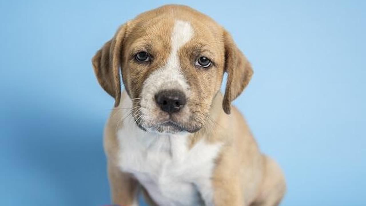Si bien la natación puede ayudar a las mascotas a hacer ejercicio sin sobrecalentarse, siempre supervisa a las mascotas cuando naden en una piscina o en vías fluviales.