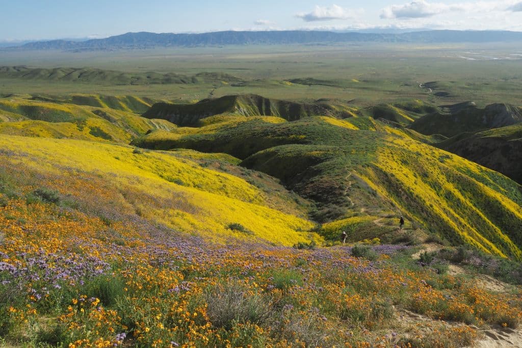 La super floraciones en el
<b><a href="https://www.blm.gov/programs/national-conservation-lands/california/carrizo-plain-national-monument" target="_blank">Monumento Nacional Carrizo Plain</a></b> es otra razón para conservar nuestra naturaleza. Cada primavera, esta zona al sureste del condado de San Luis Obispo se cubre de flores silvestre de una forma tan abundante que puede verse desde el espacio.
<br>