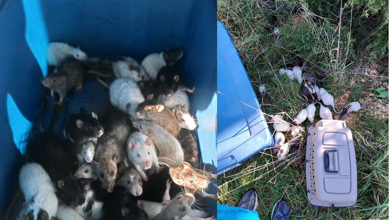 Cientos de ratas fueron tiradas ilegalmente, ahora están en busca de un nuevo hogar