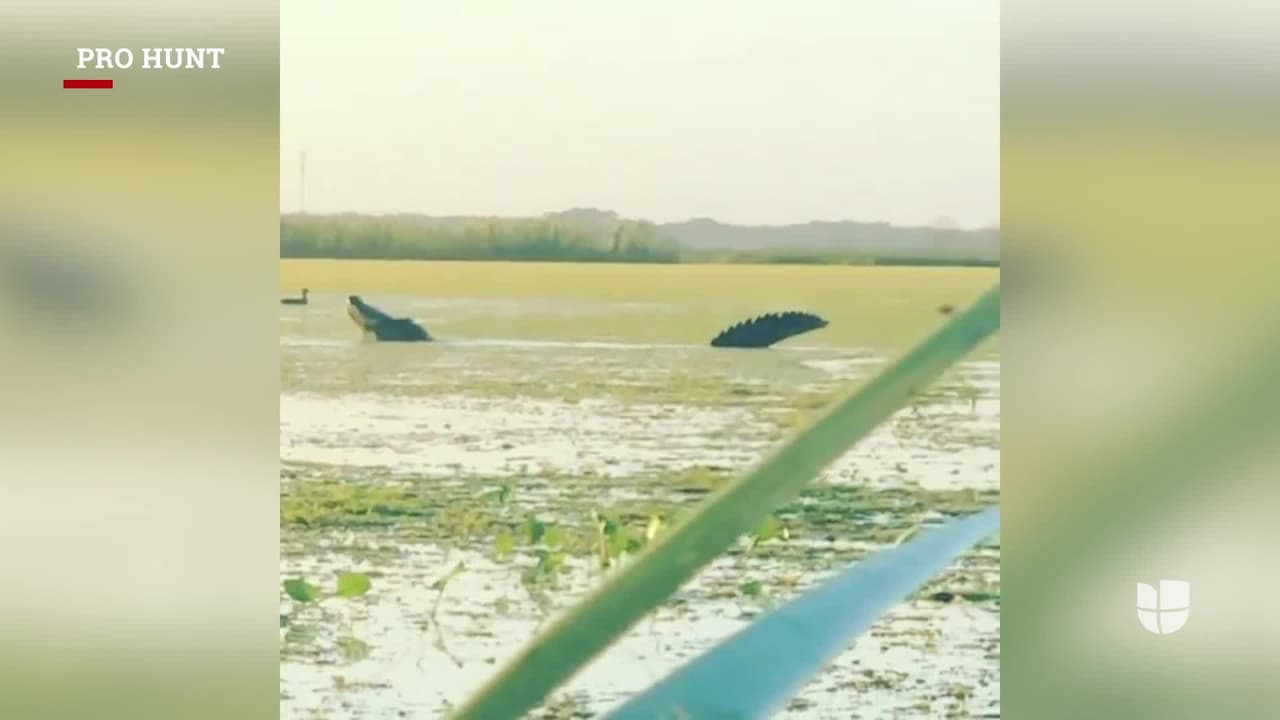 En noviembre, un grupo de cazadores de patos grabó en video el momento en que un caimán de dimensiones extraordinarias, les robó una de sus presas, en el área de Leesburg, en una zona pantanosa a pocas millas de Orlando.