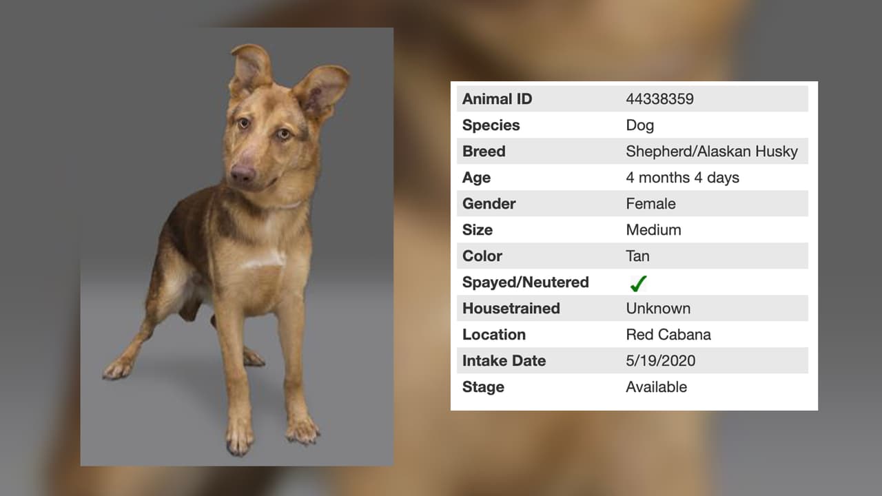 Seguimos con Canela quien es una hembra de apenas 4 meses.