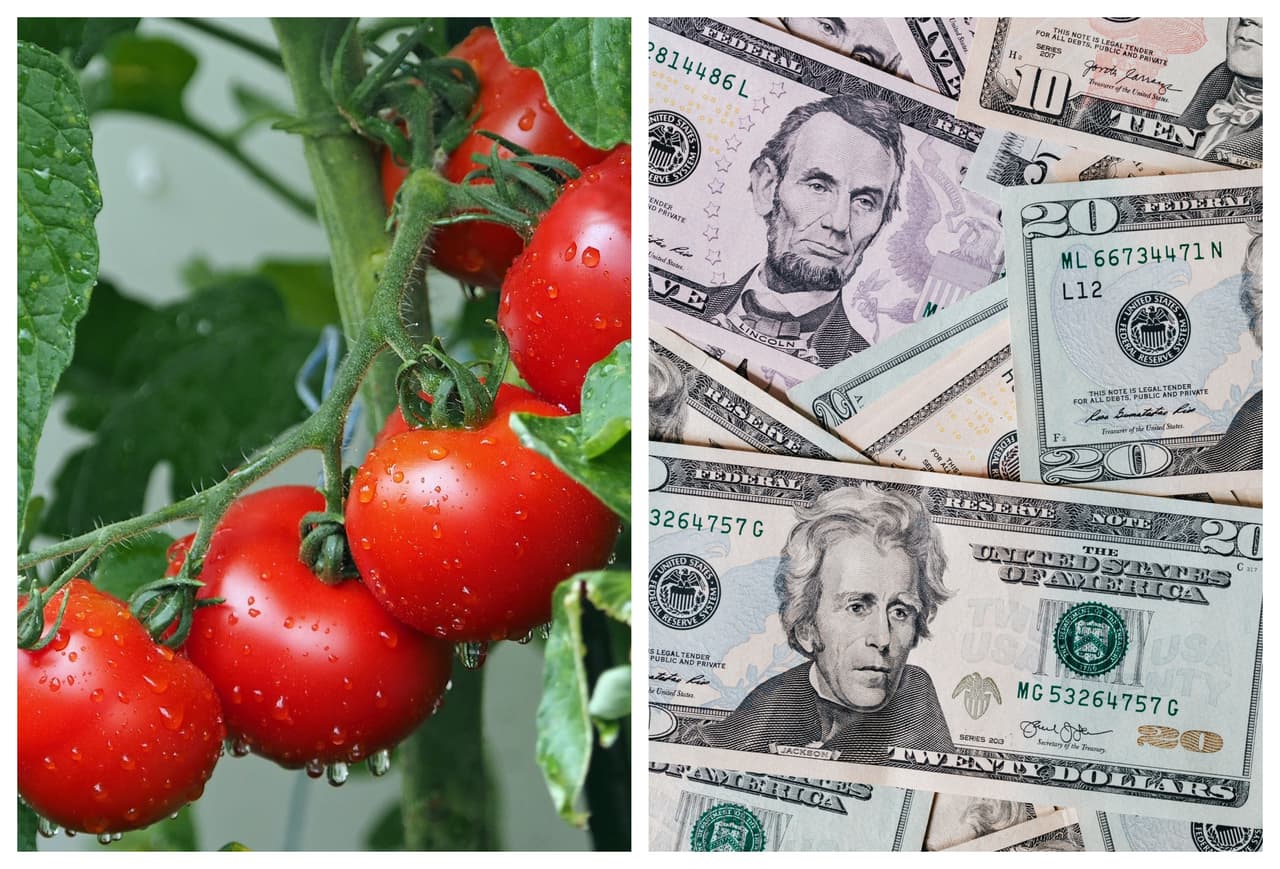 Vegetales fáciles de cultivar que podrían ahorrarte dinero en el supermercado