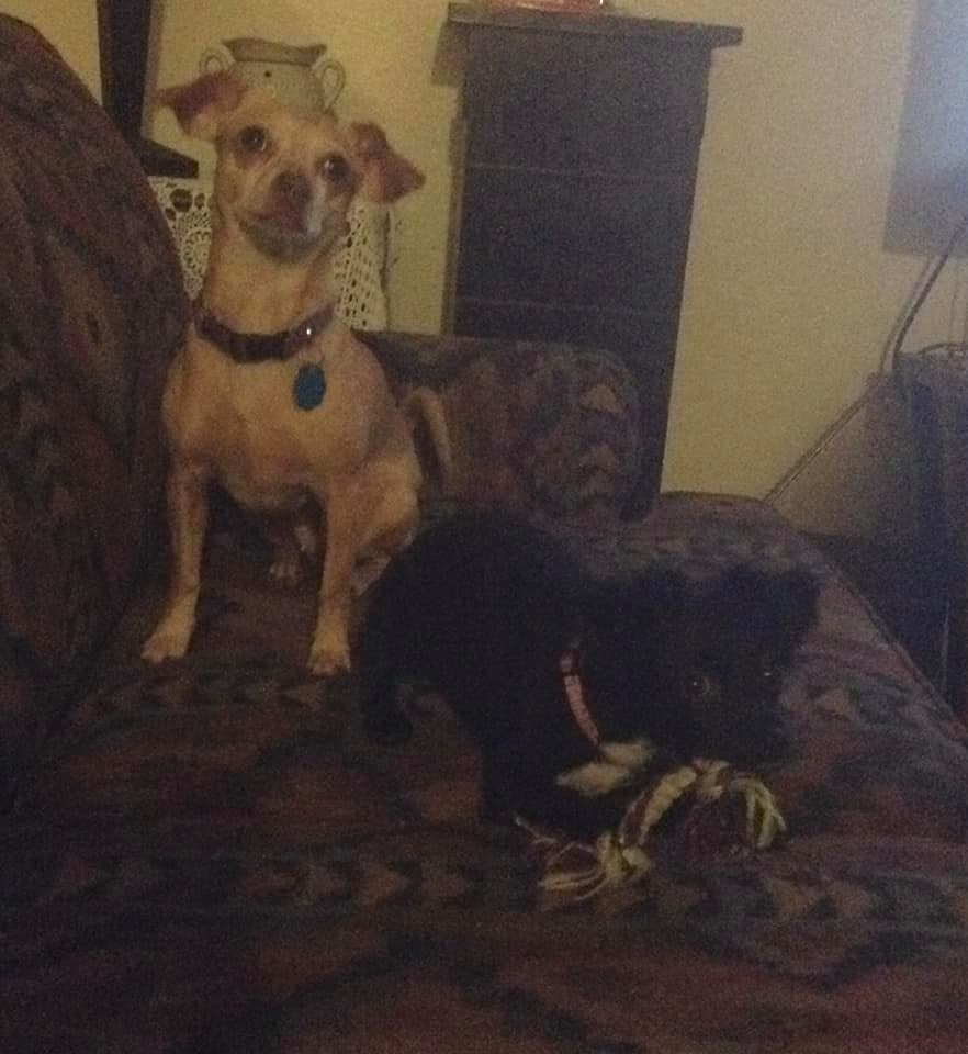 "Shakira and Leely❤️❤️❤️❤️", las hijas de Basilia.