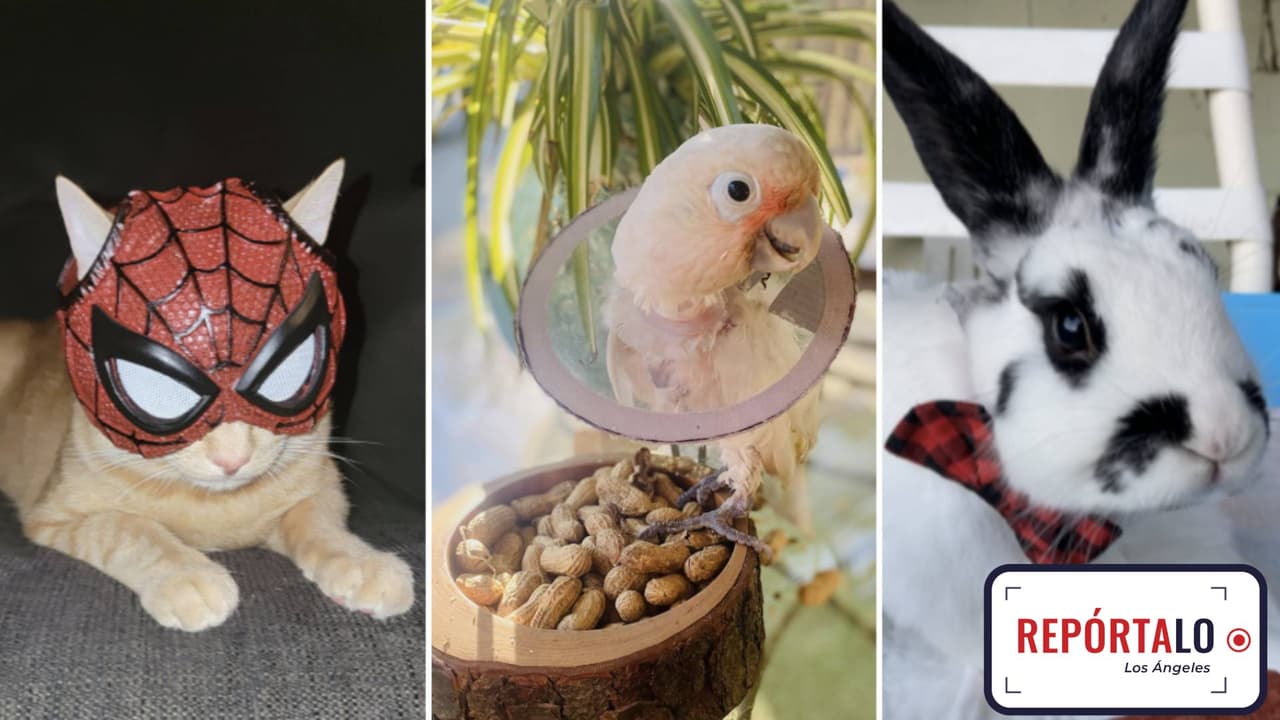 Michi, Arturo y Mr. Mustachiou, son solo algunos de los protagonistas de esta galería que crece cada día con todas las fotos que nos envían para celebrar este lunes, el Día de las fotos de las mascota en EEUU. ¡Queremos celebrar a tu mascota también! Mándanos una foto o video a
<a href="https://www.univision.com/local/los-angeles-kmex/reportalo" target="_blank">REPÓRTALO LA </a>y únete a la fiesta de los consentidos de la casa.