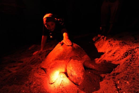 Este proyecto de monitoreo comenzó en 2008, año en que se le colocó un transmisor a una tortuga Golfina y luego en 2009 se puso otro transmisor a un nuevo quelonio de la misma especie.