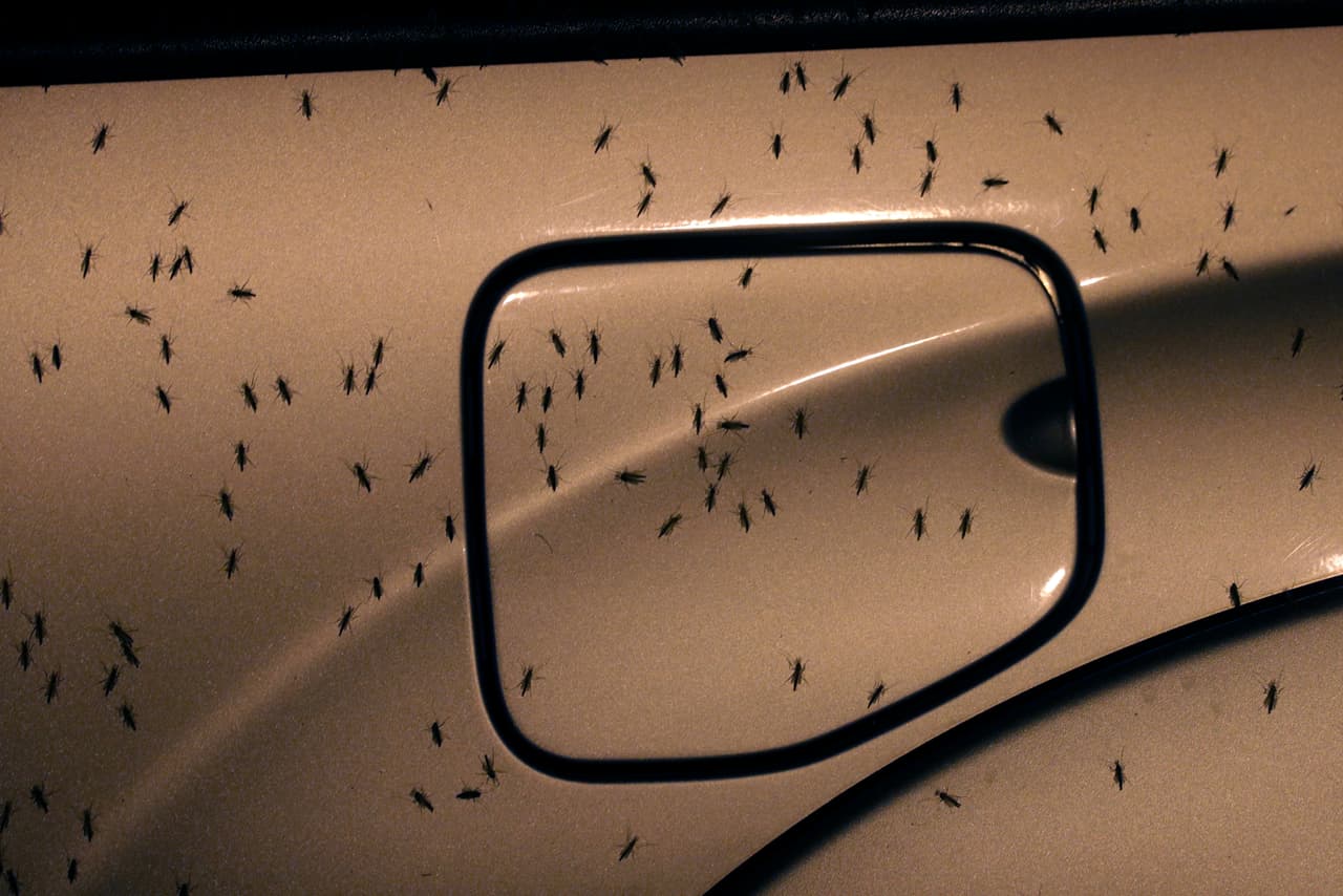 Los insectos van en enjambres en busca de compañeros, por lo que habrá nuevas generaciones en algunas semanas. Sus larvas de color rojo brillante, llamadas ‘gusanos de sangre’, son un alimento importante para los peces y cuando se convierten en adultos son comida para las aves. Los quironómidos, esparcidos en miles de especies por todo el mundo, “ocupan un área gigantesca de la cadena alimenticia", agregó DeLisi.