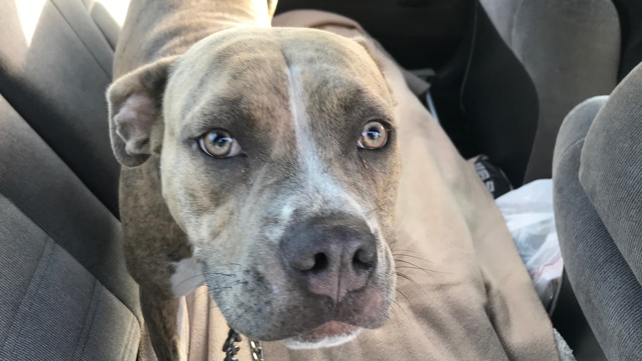 Un evento organizado por Houston Humane Society con el apoyo de agentes del Precinto 6 del condado Harris.