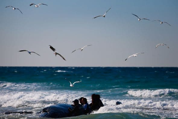 Es muy peligroso para los cetáceos quedar en esta situación ya que si alguien no acude a su rescate mueren por deshidratación.