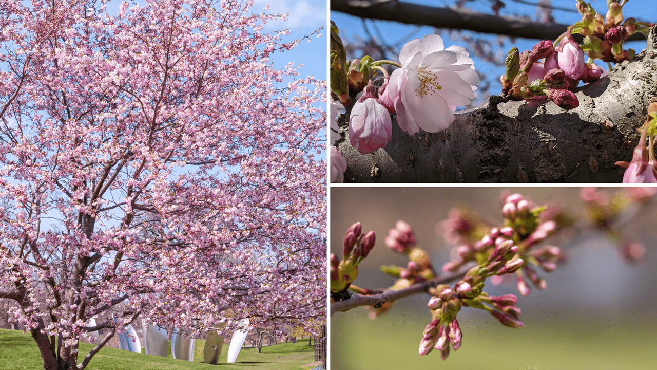 Jackson Park se llena de color con la floración de más de 200 árboles de cerezos