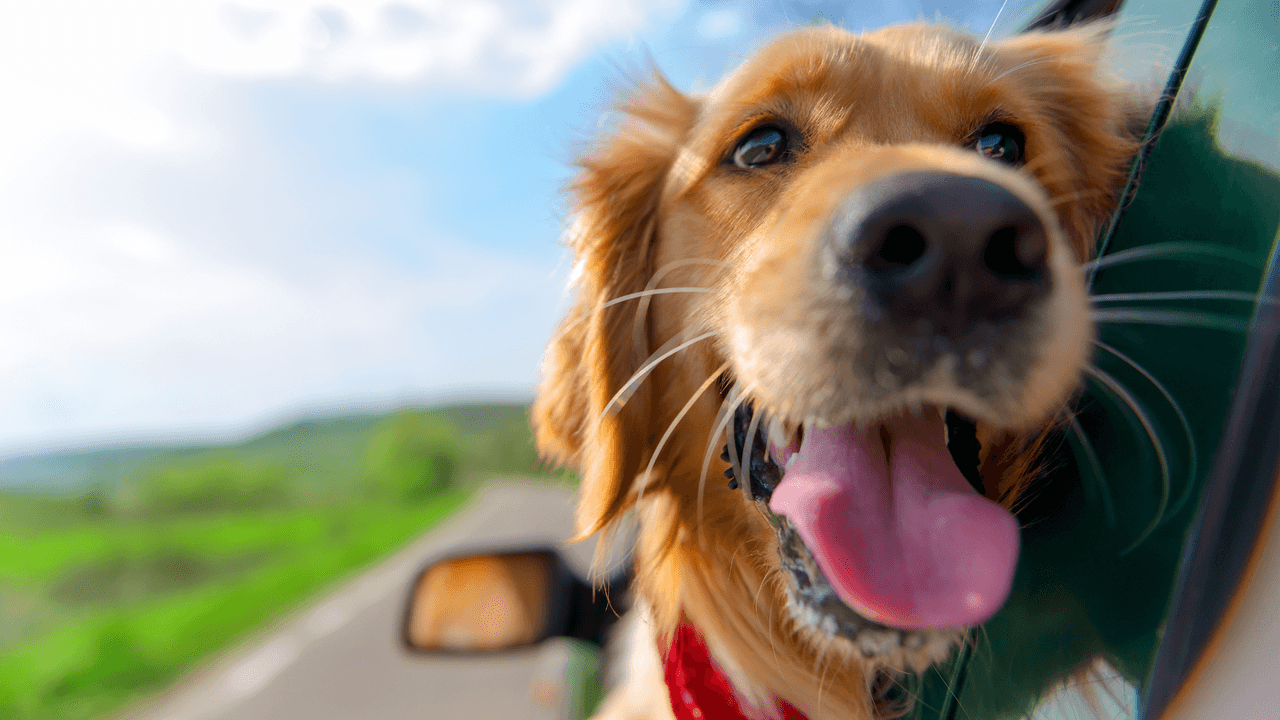 <b>Usa el sentido común. </b>Evita los alimentos calientes y las comidas pesadas, ya que añaden calor a tu cuerpo. No deje bebés o mascotas en un automóvil estacionado. Viste a los bebés con ropa fresca y holgada y asegúrate de que beban agua. Dele a su mascota mucha agua fresca y deja el agua en un área sombreada.