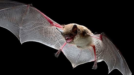 Cuidado con sus mascotas, un murciélago da positivo por rabia en Frisco