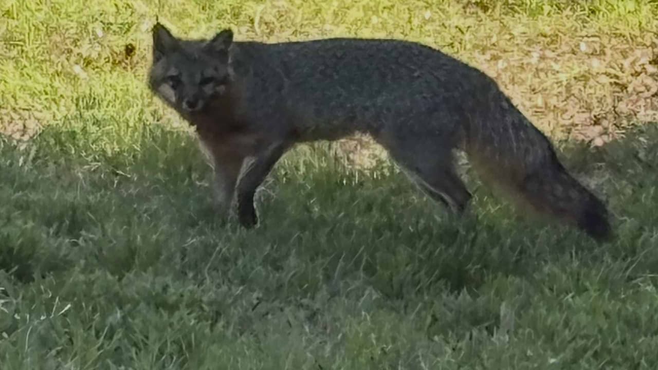 "Me quería morder la cara", habla hispana atacada por un zorro con rabia en Kernersville
