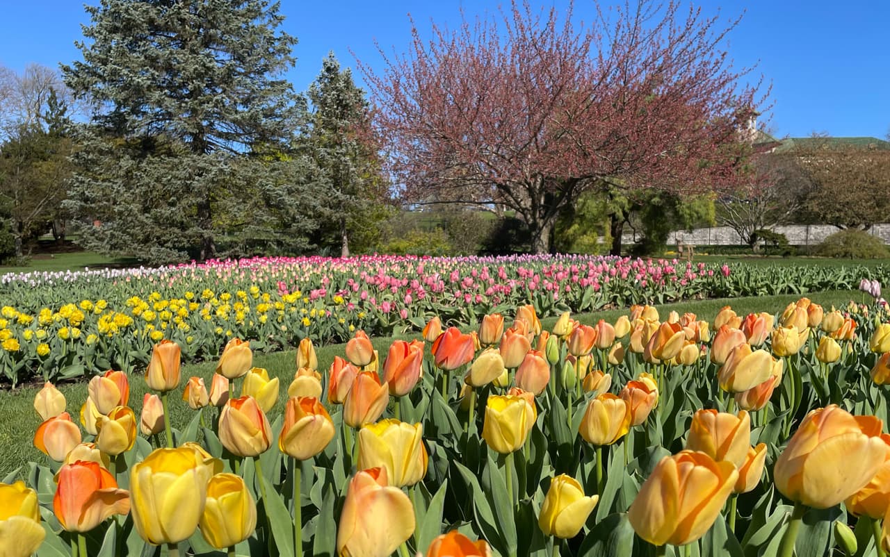 <b><a href="https://www.hersheygardens.org/">Hershey Gardens</a></b>. El jardín cuenta con cuenta con un atrio de mariposas tropical interior, donde los visitantes pueden experimentar cientos de mariposas y plantas tropicales. Inaugurado en 1937, el jardín al aire libre de 23 acres cuenta con un renombrado jardín de rosas, magníficos jardines temáticos, coloridas exhibiciones de temporada y un jardín para niños.
<br>
<br>
<b><a href="https://goo.gl/maps/RMYJvqaZQP9yEm4dA">Cómo llegar</a></b>