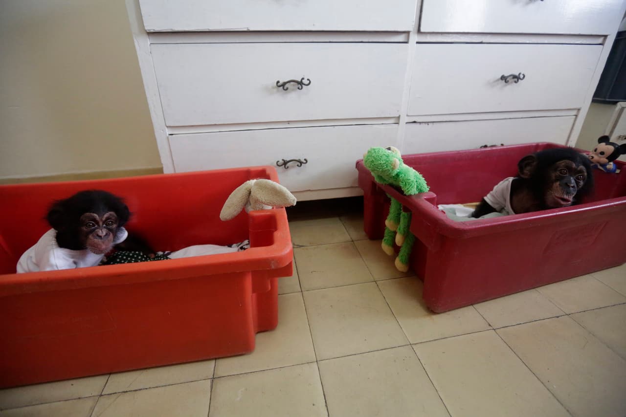 Anumá, aged five months (right) and Ada, three months in their bedroom in the 5th floor apartment of Cuban biologist Marta Llanes, 62. June 8, 2016.