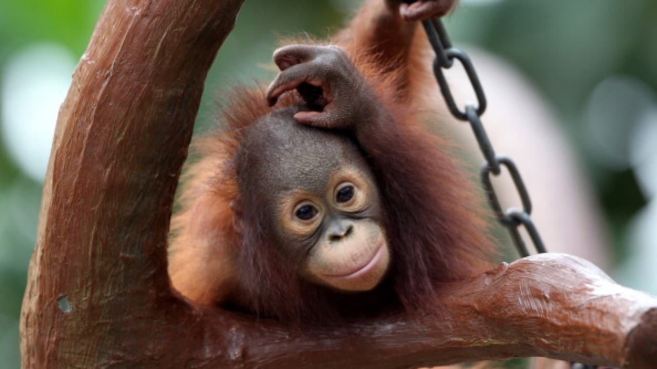 Crías de orangutanes huérfanos van a “escuela para bebés”