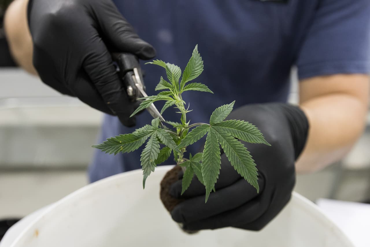 Ian Johnston trims medicinal marijuana plants at Tweed INC. in Smith Falls, Ontario on December 5, 2016. / AFP / Lars Hagberg (Photo credit should read LARS HAGBERG/AFP/Getty Images)
