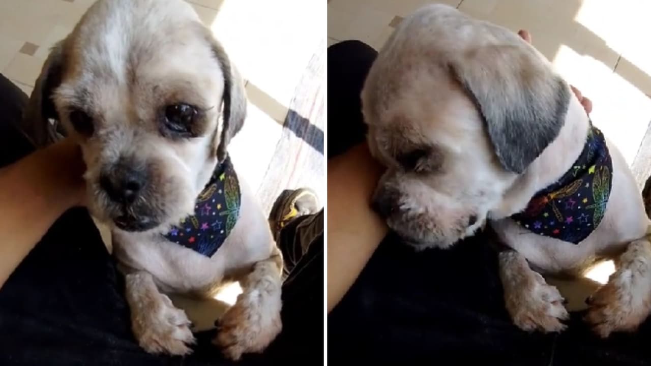 Perrito rompe en llanto porque nadie lo va a recoger a la estética y cautiva a TikTok