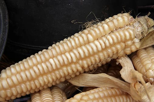 Habrá diversos colores, texturas, y sabores. En el festival, encontrarás ingredientes que van desde la mayonesa tradicional, el queso y el chile, hasta salsas especializadas y Takis o Doritos triturados.