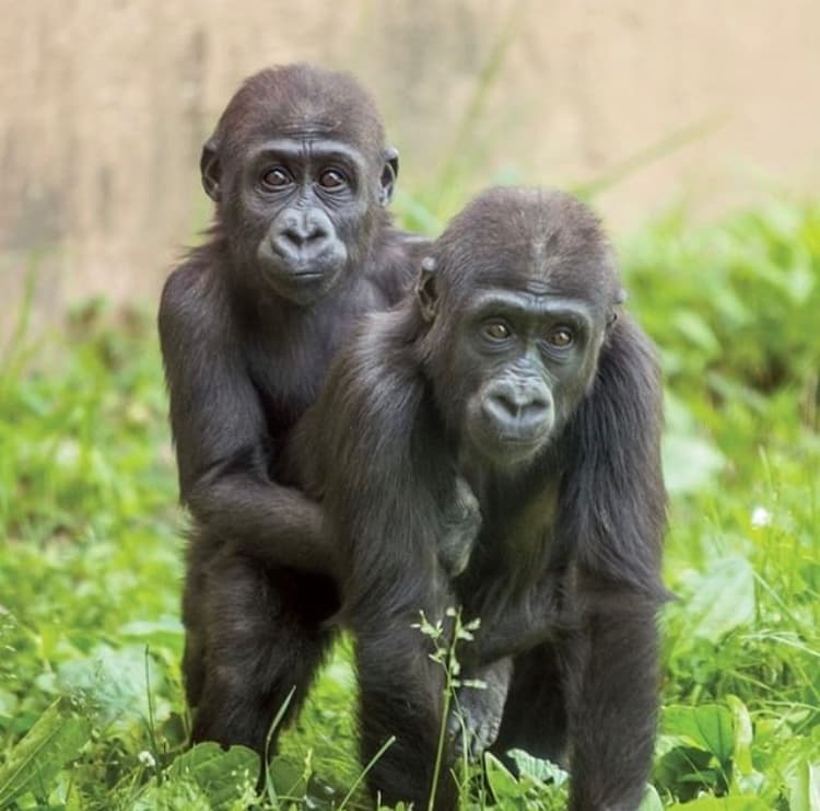 Además, Kira y Honi son madres gorilas muy ocupadas que crían niños pequeños Ajabu (nacido en junio de 2017) y Amani (nacido en agosto de 2016).
<br>