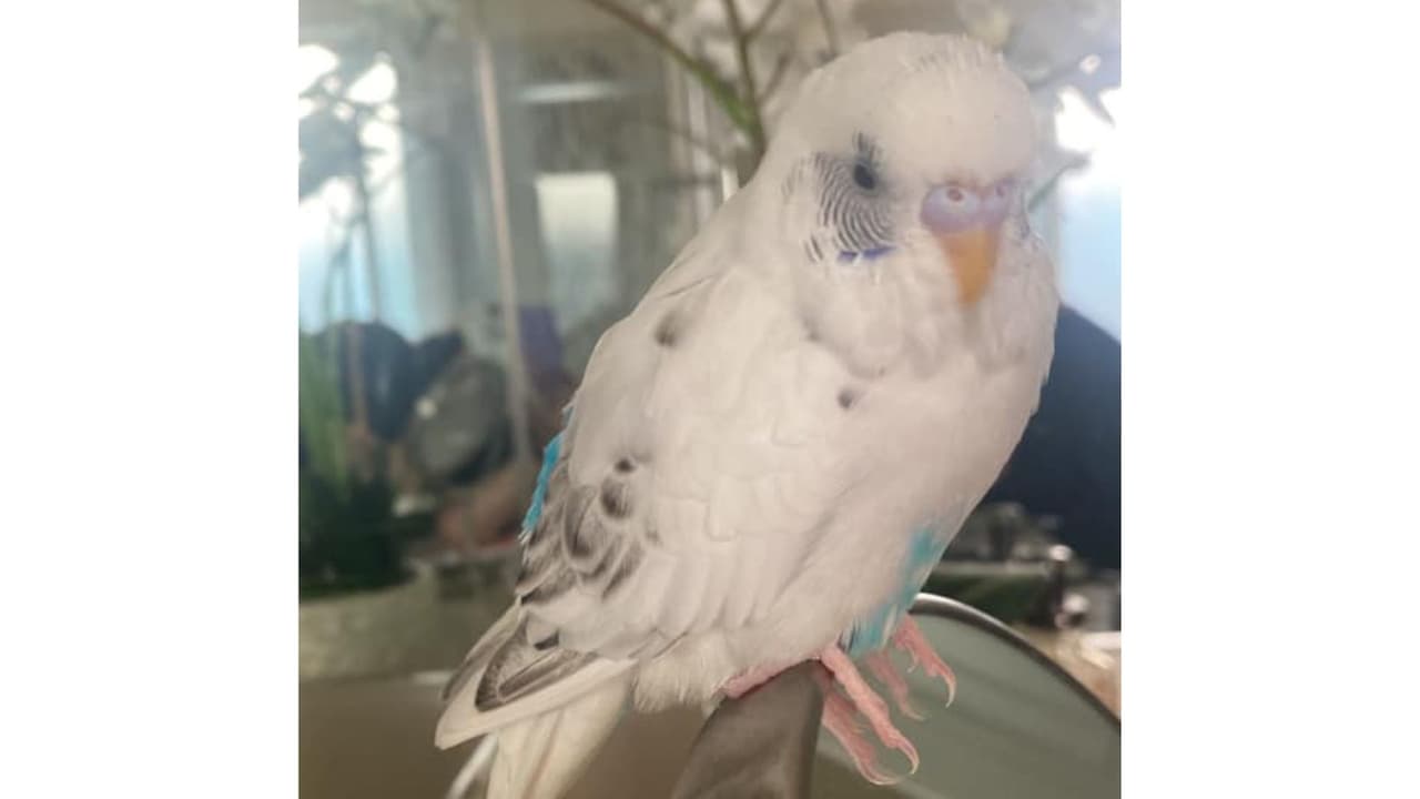 Pocos días vemos aves como "Witney" de Madelyn Matos. Simplemente peculiar.