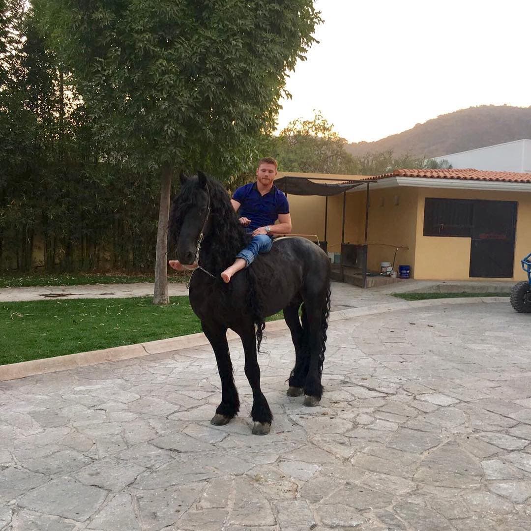 Canelo tiene una amplia y exclusiva colección de caballos, que pocos podrían mantener financieramente.