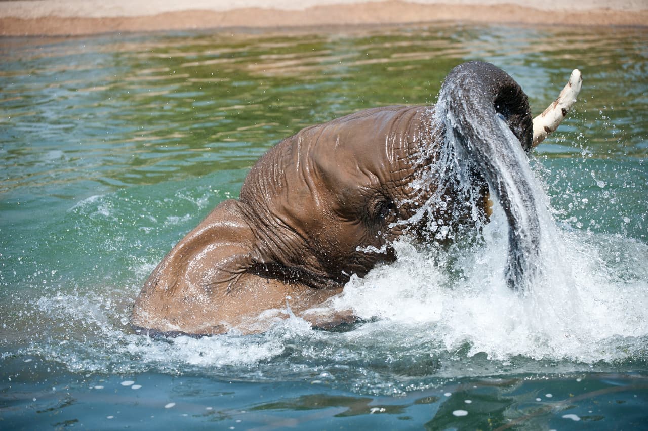 Familias disfrutaron del Día de la Familia en el Zoológico de Fresno