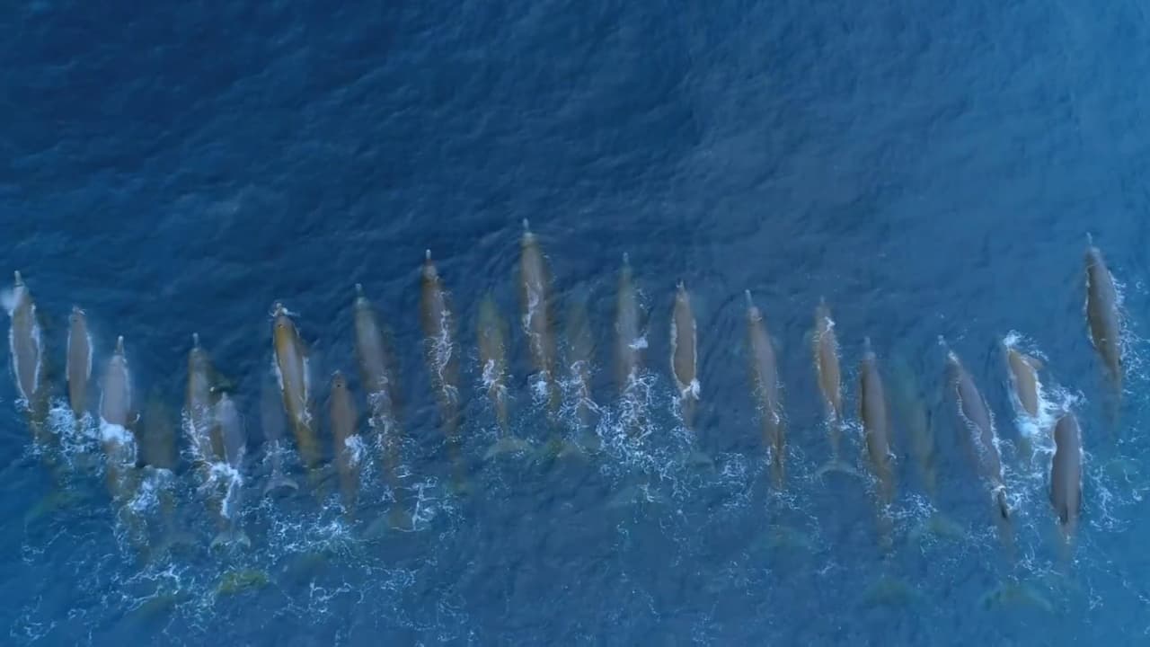 En video: Creían que eran delfines, pero se trataba de uno de los cetáceos más extraños del mundo
