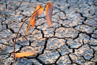 <b><u>Calentamiento global</u></b>
<br>El fenómeno del calentamiento global así como la terrible contaminación de mares y océanos por basuras y desperdicios no orgánicos como los plásticos estará cada vez más afectando la vida marina y la cadena de alimentación. Debido a la tala indiscriminada de bosques y la contaminación ambiental que afectará el hábitat de muchas especies las pondrá en peligro de extinción.