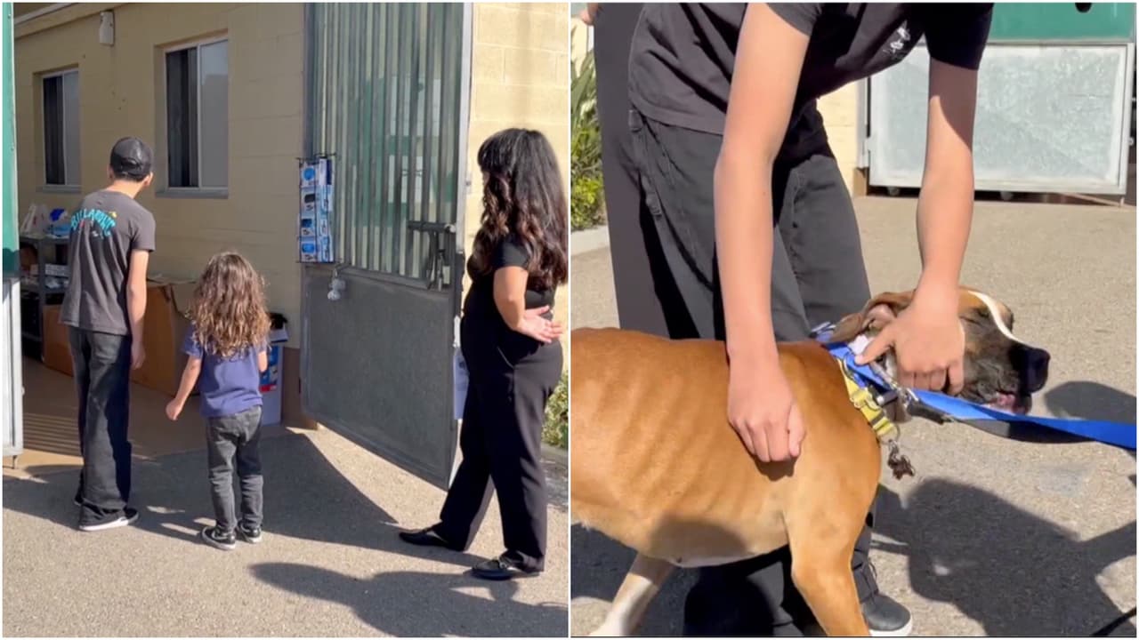 Niños se reencuentran con su perro tras arresto de sus padres por ICE en California