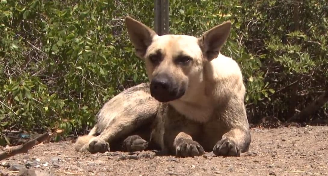 Policía busca a hombre que mató una perra en Juana Díaz