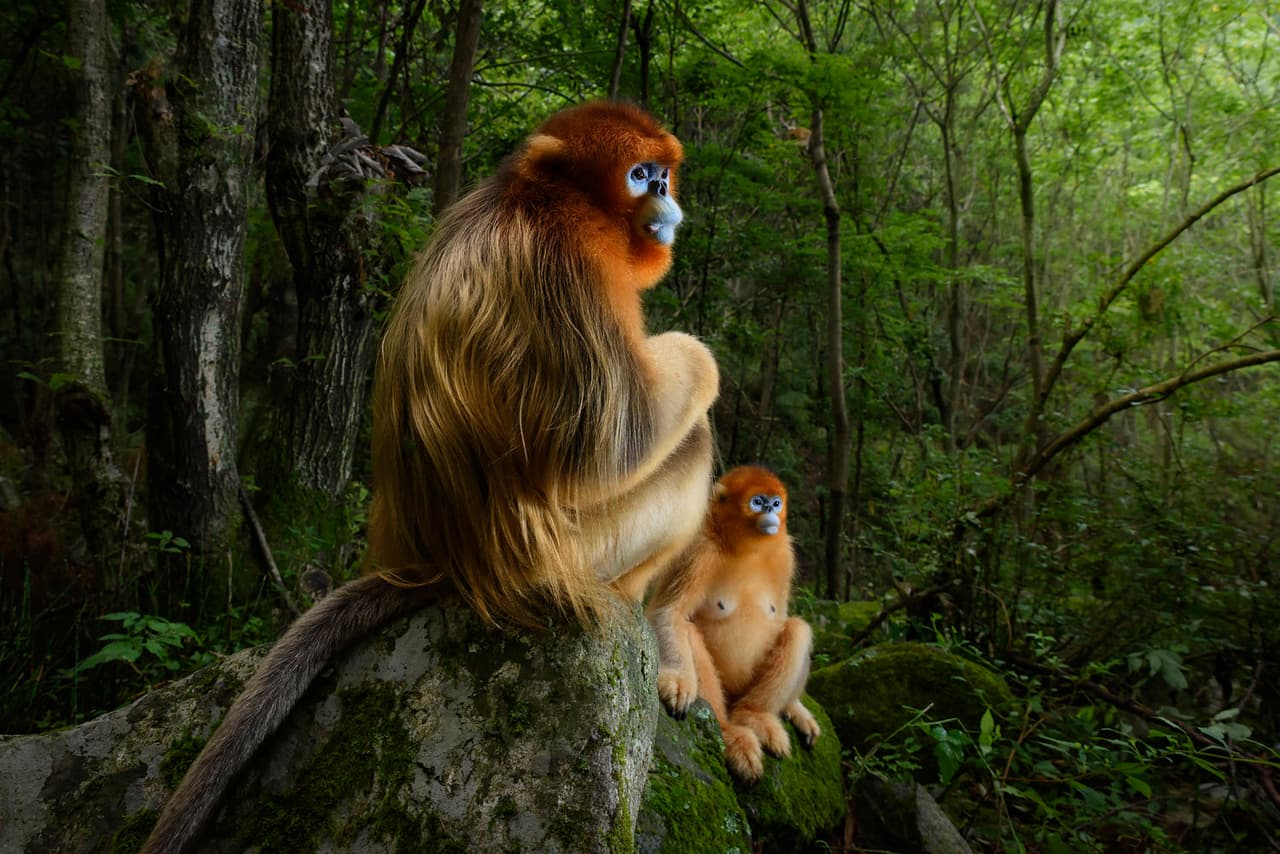 <b>Shaanxi, China.- </b>Oro en peligro de extinción: esta especie de mono se llama 
<b>langur chato dorado</b> de Qinling y está catalogado como especie en peligro ya que solo existen unos 3,800 individuos. Las nuevas generaciones de personas nunca han visto a una de estas criaturas. / Crédito: Marsel van Oosten, Países Bajos. Altamente elogiada en la Categoría Mundo Natural / 
<a href="www.tpoty.com" target="_blank">Tpoty</a>