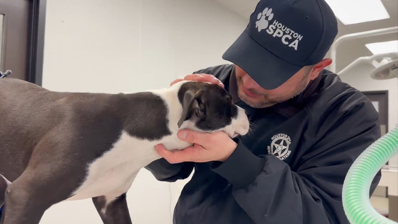 La cachorra fue llevada a un veterinario para ser examinada.