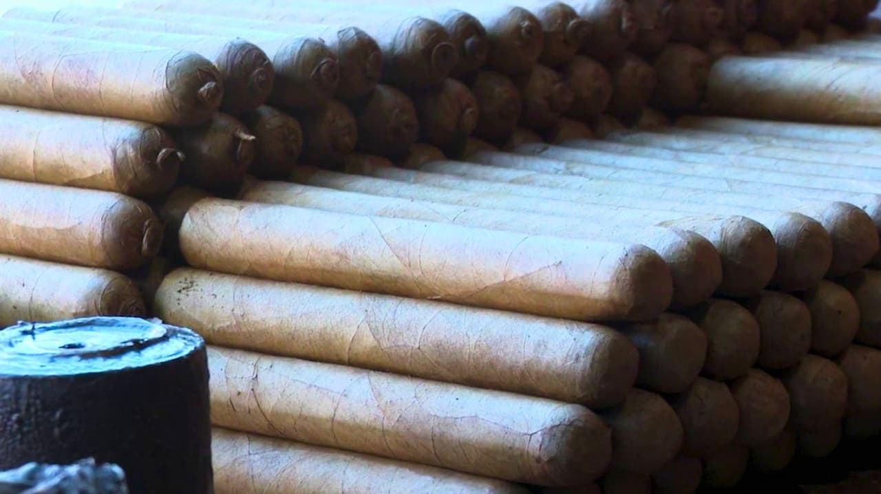 Torcedores mantienen viva la herencia cubana del tabaco artesanal en Ybor City
