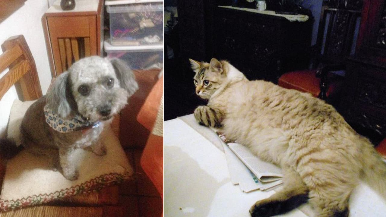El perro que se coló en la casa del vecino y el gato perdido de Irari Carranza.