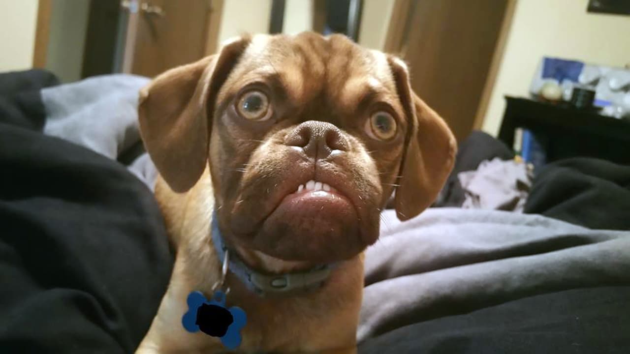 Earl parece estar enojado todo el tiempo, porque es un pug de segunda generación ya que sus padres eran mestizos.