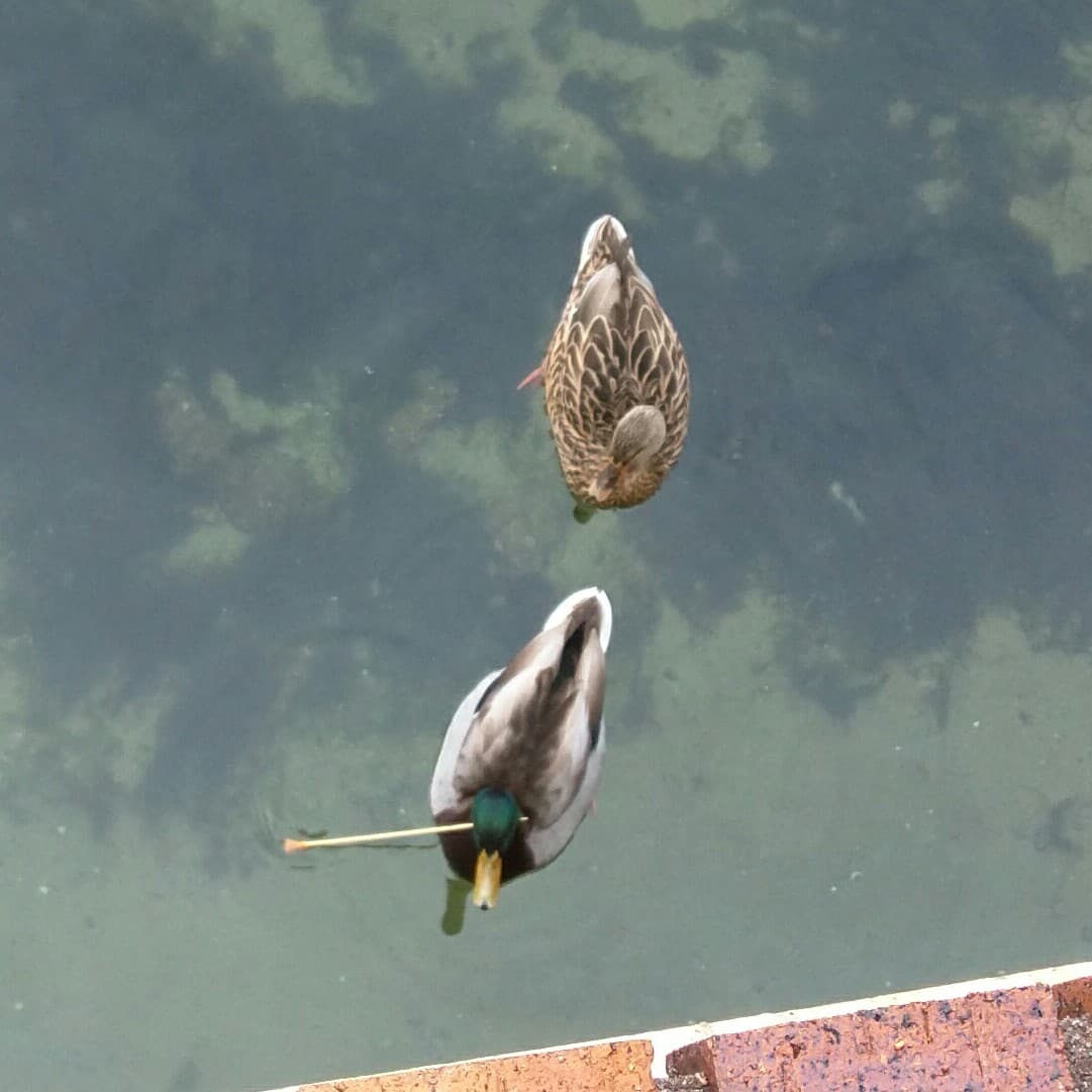 La policía tiene cuatro casos documentados: tres gaviotas y un pato