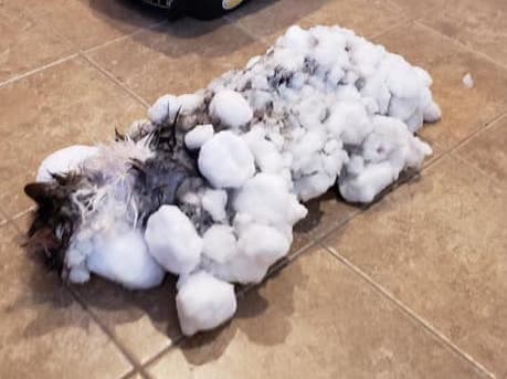 El gato llegó a la clínica congelado e inconsciente.