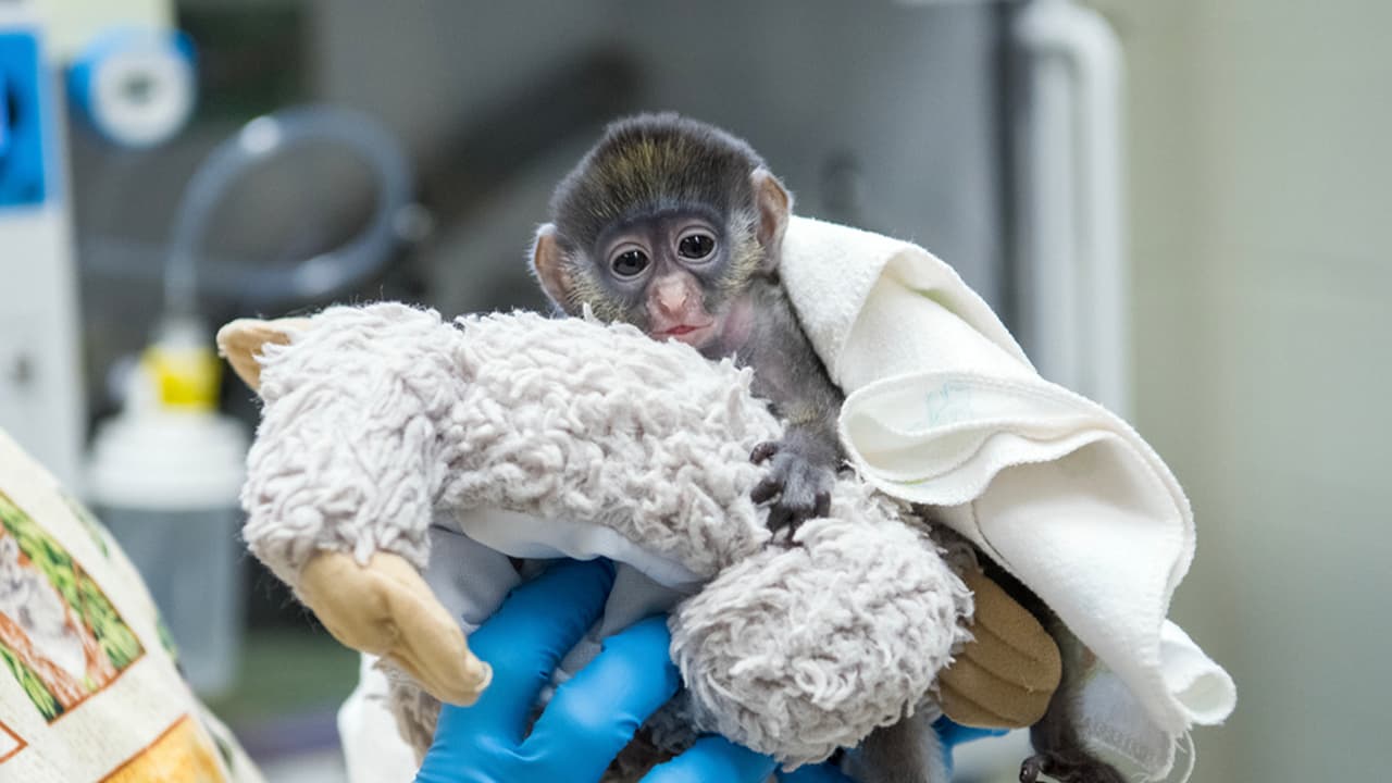 Peter está siendo criado por cuidadores y miembros del personal veterinario después de que el bebé ya no podía aferrarse a la madre.