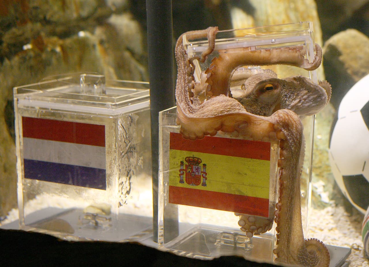 <b>PULPO PAUL</b>
<br>Por último, cómo no mencionar a este querido pulpito, que fue toda una sensación en el Mundial de Sudáfrica 2010. ¿Lo recuerdas? En Alemania ponían a este pulpo a elegir entre dos grupos para saber quién iba a ganar el partido. Y, curiosamente, ¡le atinaba a todo!