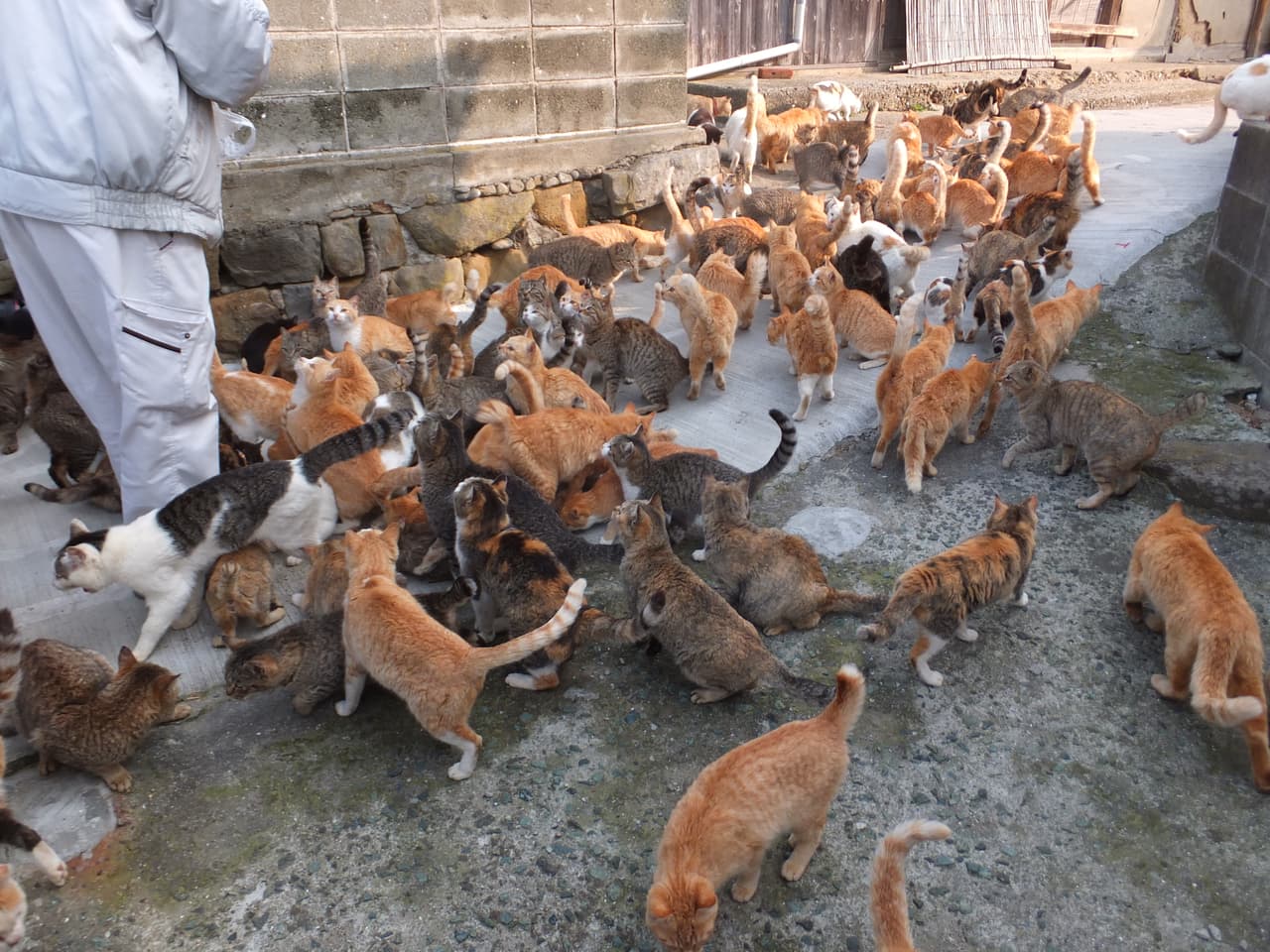 <b>Aoshima, "La isla de los gatos" (Japón) </b>
<br>Esta remota y diminuta isla al sur de Japón es hogar de docenas de gatos. Inicialmente, introdujeron felinos para reducir la plaga de ratones que llegaban a bordo de los barcos pesqueros, pero los gatos se multiplicaron de forma exponencial y hoy hay seis veces más que habitantes humanos.